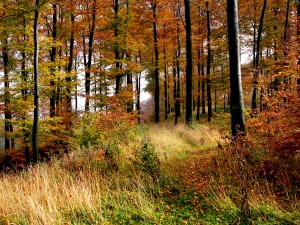 Herbst_im_Teutoburgerwald