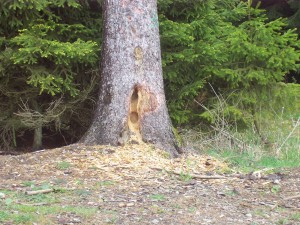 Unter den Nahrungsbäumen können sich beachtliche Mengen abgeschlagener Holzspäne finden. Hier bei einer Fichte